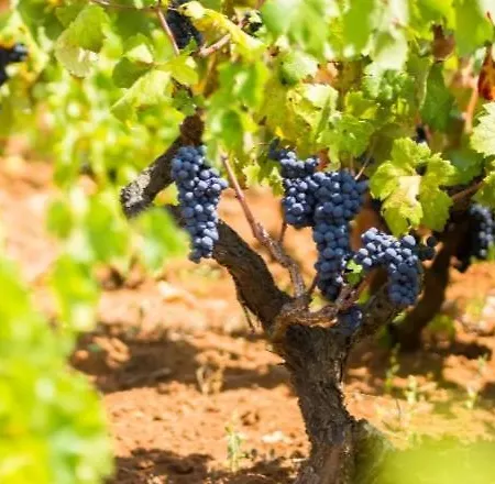 Tatil Evi Rosanera&linus *