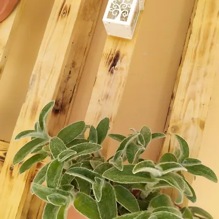 Rosanera&linus * Mandurie