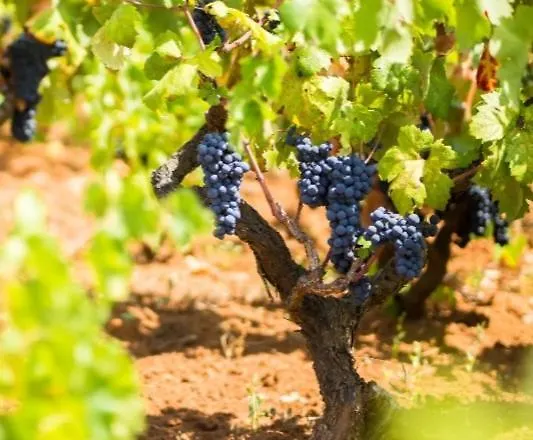 Nyaraló Rosanera&linus *