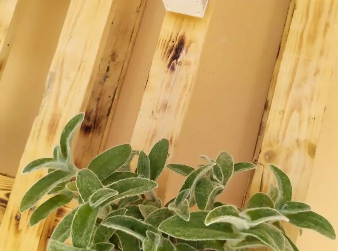 Rosanera&linus * Manduria